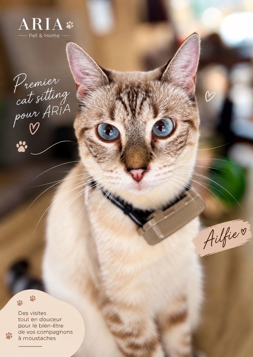 Portrait d’Ailfe aux yeux bleus, premier cat sitting pour ARIA Pet & Home