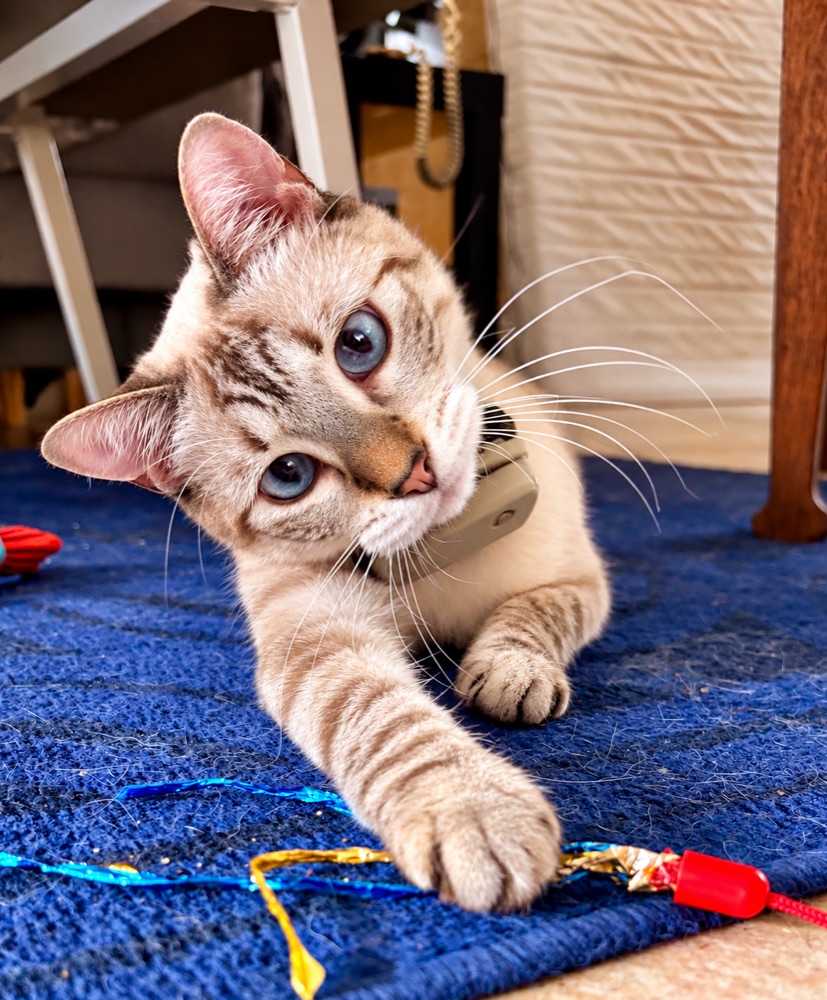 Ailfe joue sur son tapis bleu