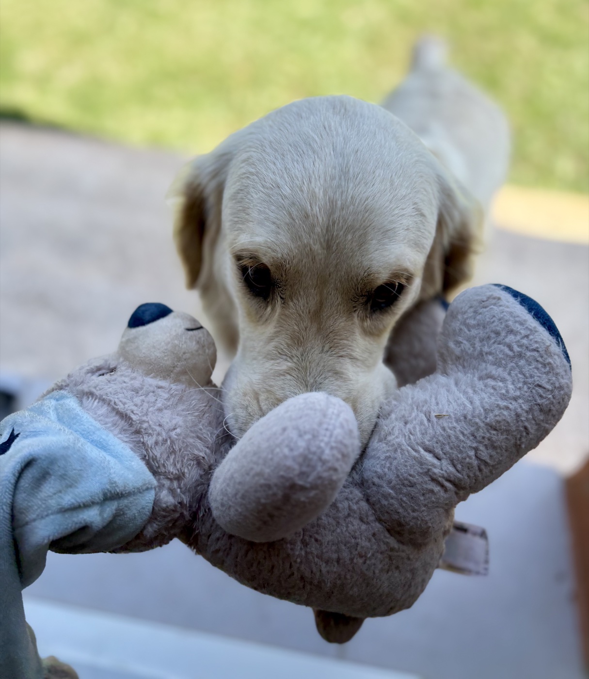 Aria joue avec sa peluche dans le jardin