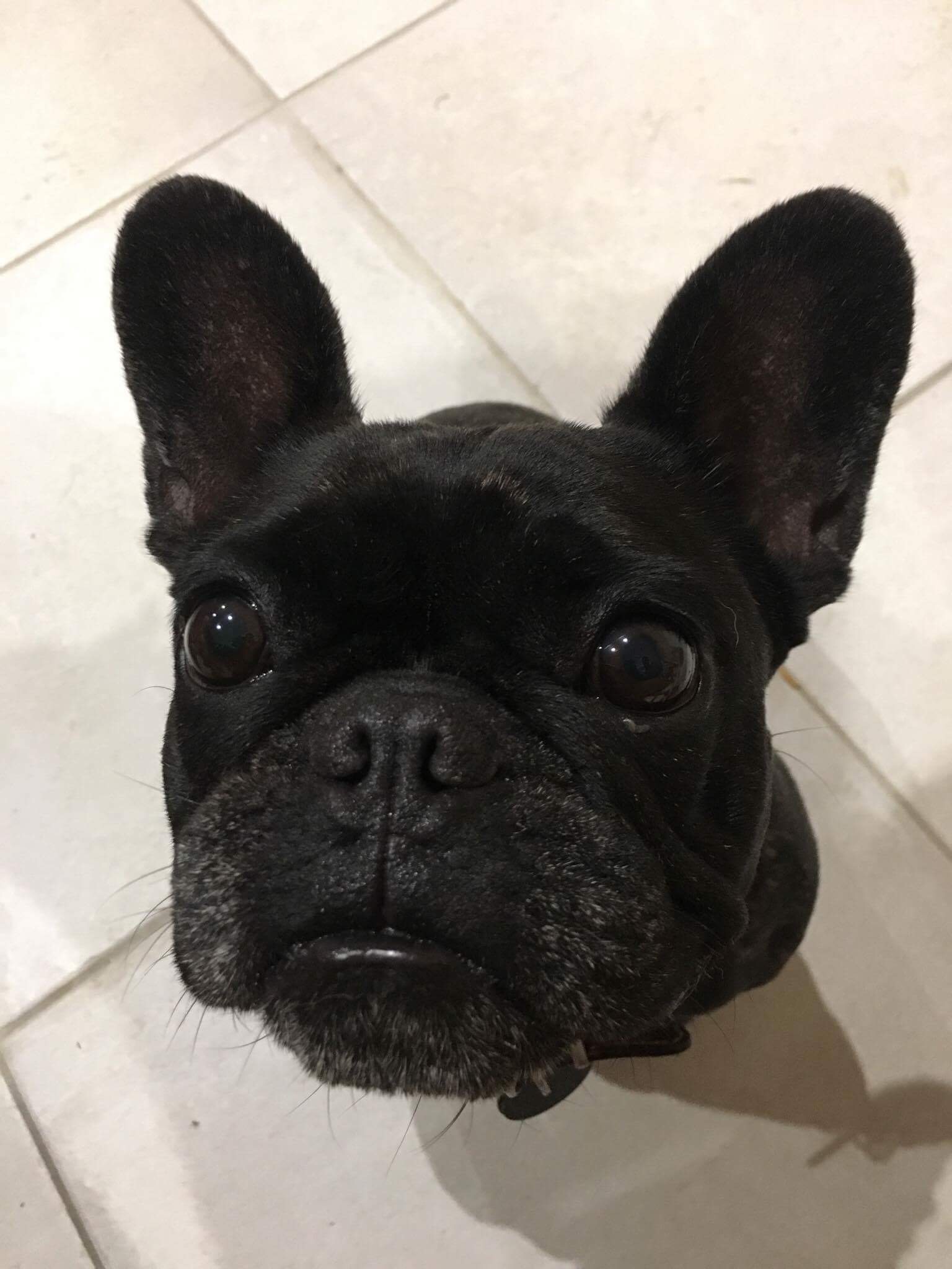 Indy, mon bouledogue noir