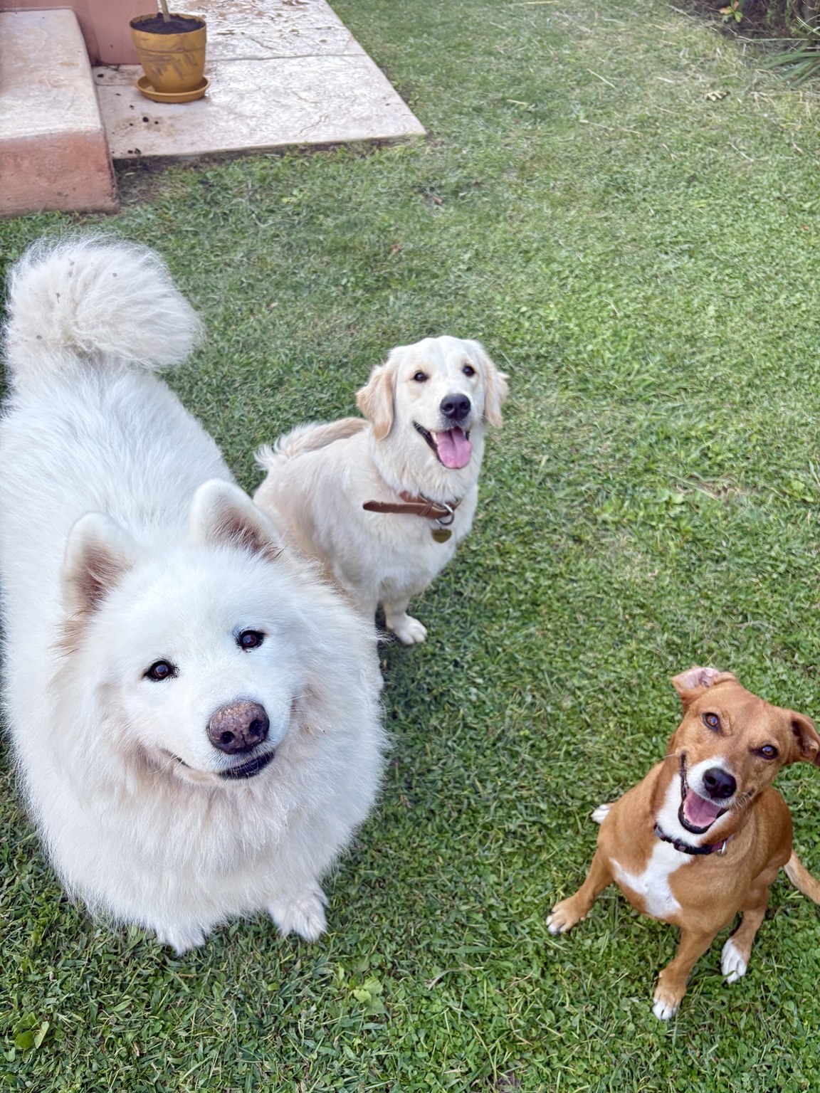 Des chiens réunis dans le jardin, photographiés par Luisa