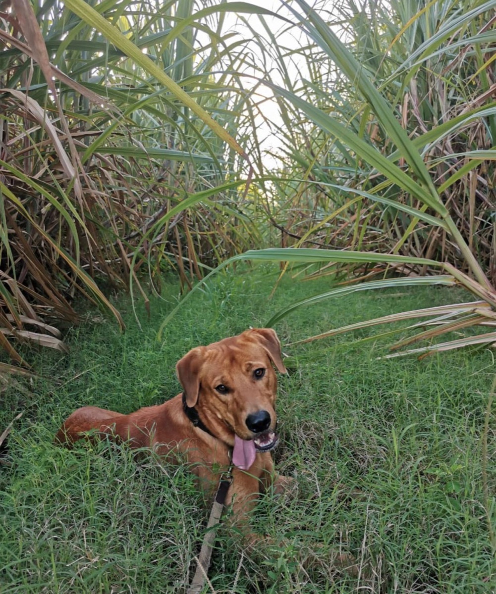 Jupiter, l’un des chiens que j’ai sauvés, couché dans l’herbe
