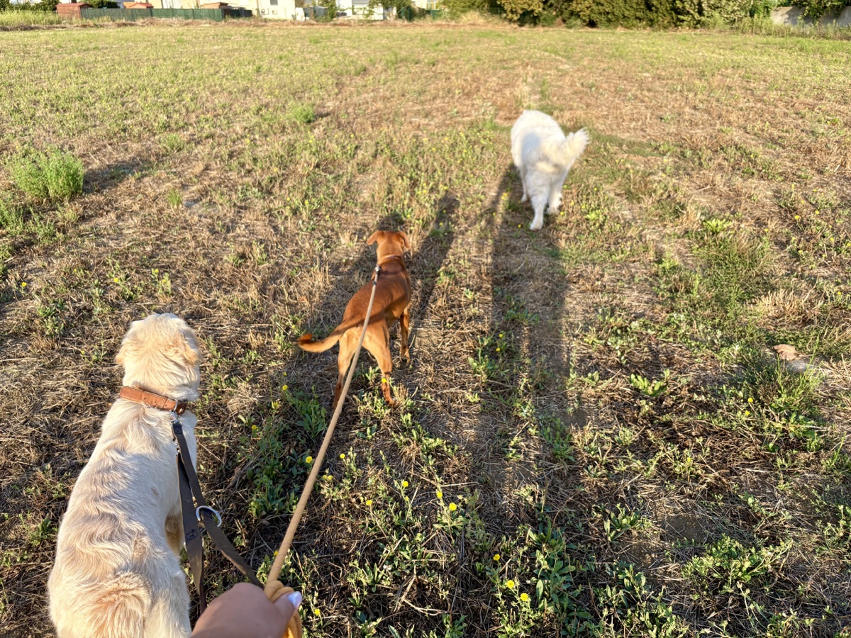 Promenade avec les chiens dans un champ