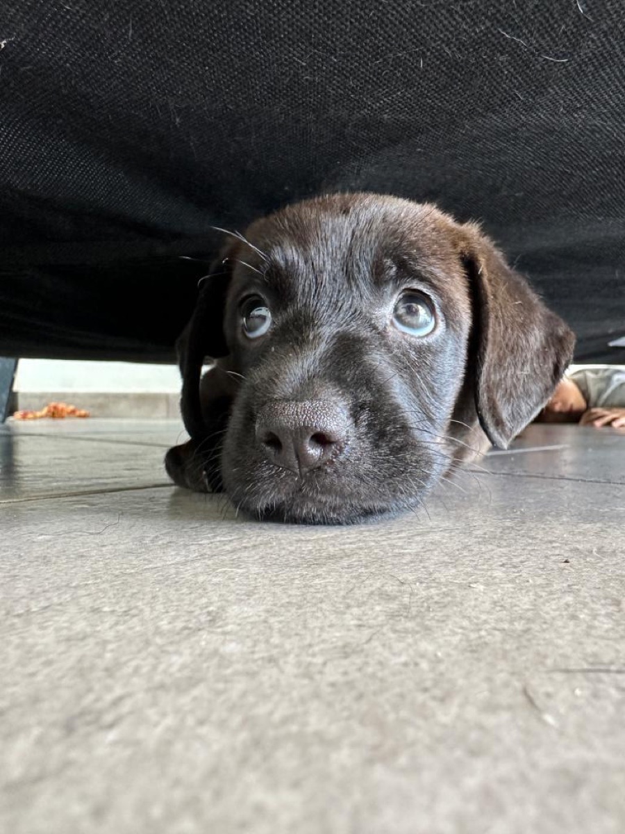 Zelda, la petite Labrador chocolat que j’ai sauvée